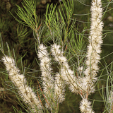 Natural Deodorant - Rosalina & Honey Myrtle