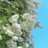 Natural Deodorant - Lavender, Lime & Tea Tree