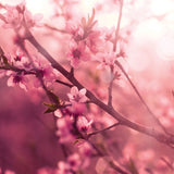 Artisan Melts - Pink Love Spell