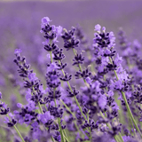 Natural Deodorant - Lavender, Lime & Tea Tree BICARB FREE