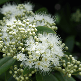 Lip Balm - Lemon Myrtle 10g