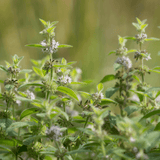 Natural Deodorant - Peppermint, Spearmint & Tea Tree BICARB FREE